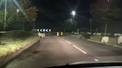 Hundreds of sheep escape...and block bypass