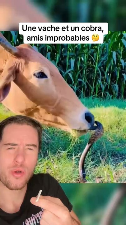 Une vache et un cobra amis improbables