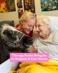 Mini ponies tour hospitals and schools to give therapeutic cuddles