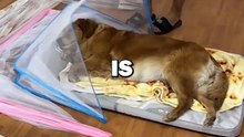 DOG GETS PRANKED! #pets #dogs