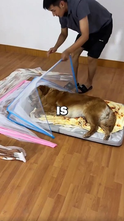 DOG GETS PRANKED! #pets #dogs