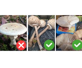 Jak rozróżnić kanię od muchomora sromotnikowego?