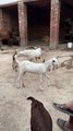#trending #usa #viral #shortvideo #baby #pet #animals #goats #bakra #bakramandi #tedda #whitetedda