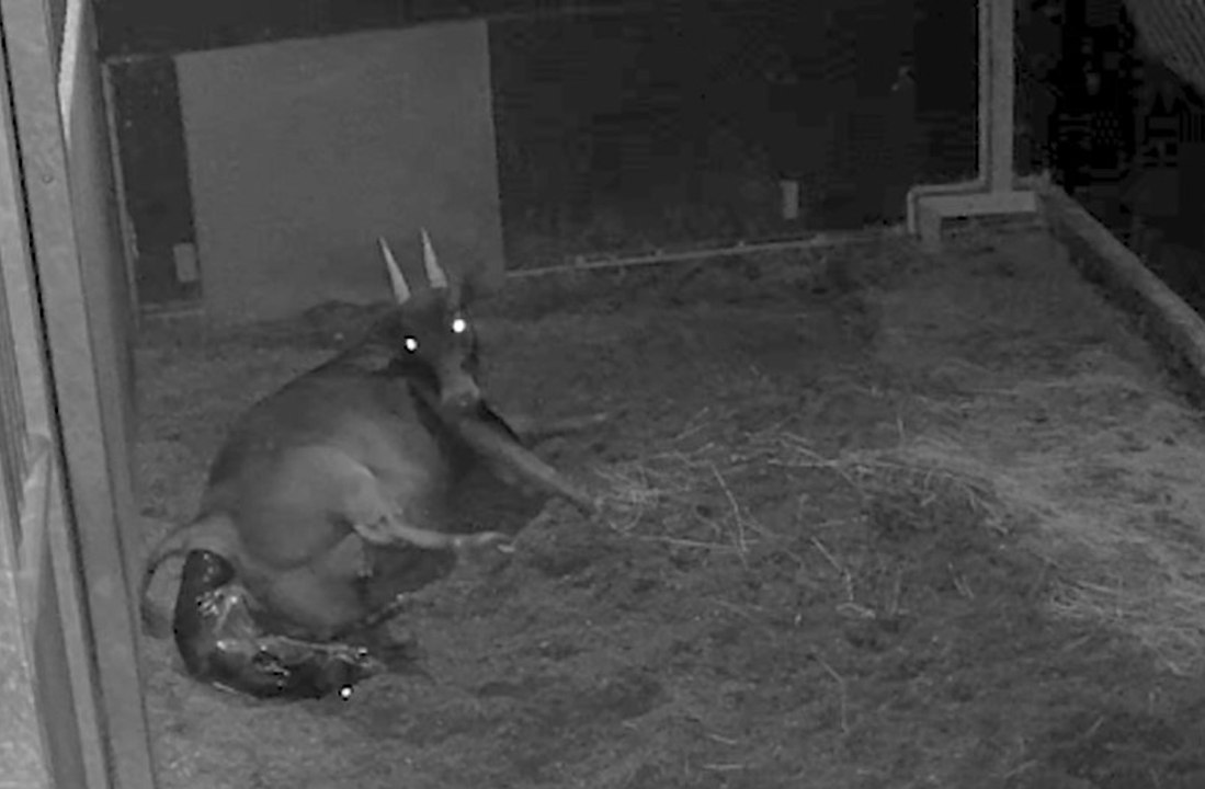 First ever recorded footage of an anoa calf birth has been captured at Chester Zoo