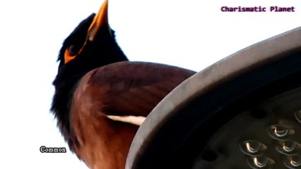 Common Myna Facts That Will Amaze You!