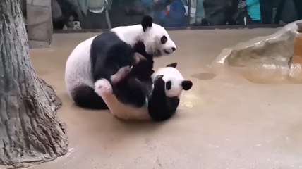 A young panda tries to wrestle her mother in a Chinese zoo
