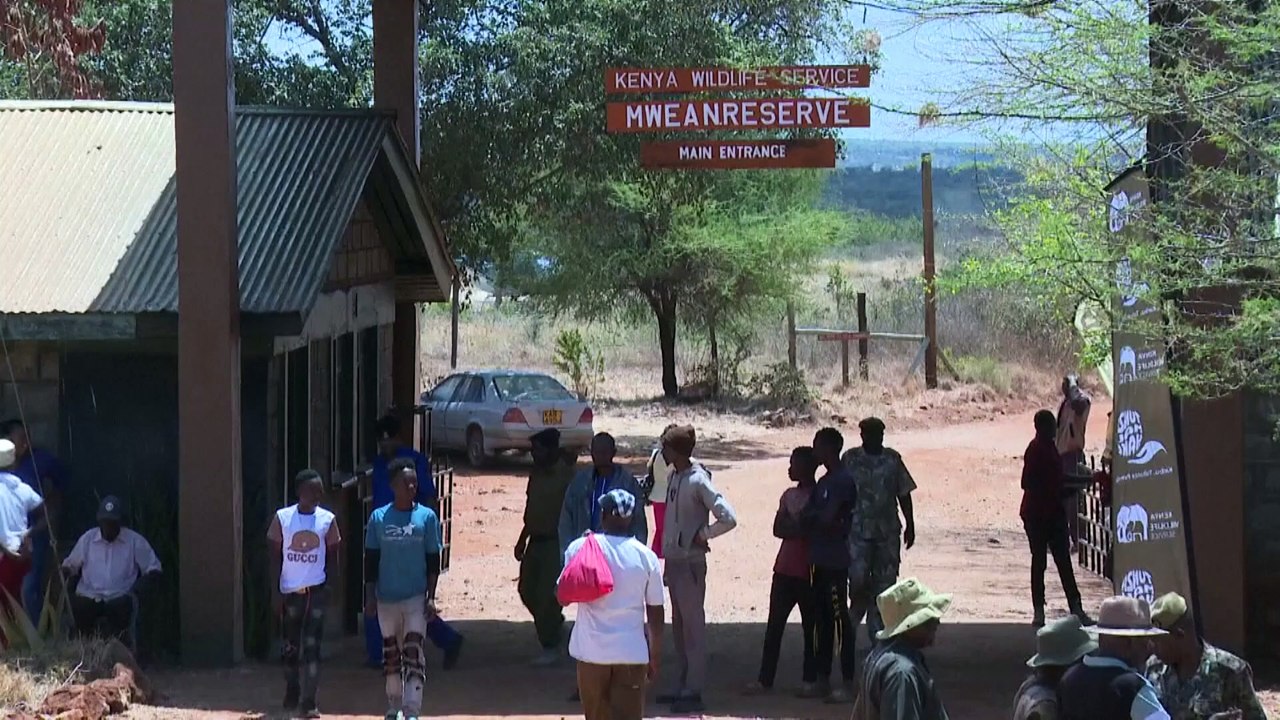 Elefanten in Kenia müssen umziehen
