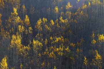 Kop Dağı’ndaki vadiler sonbahar renklerine büründü!