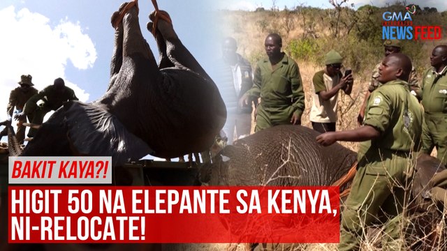 Bakit kaya?! Higit 50 na elepante sa Kenya, ni-relocate! | GMA Integrated Newsfeed