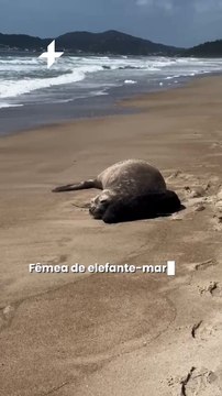 Fêmea de elefante-marinho dá a luz a filhote em praia de Santa Catarina