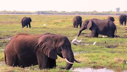 BOTSWANA TRAVEL DOCUMENTARY _ 4x4 Safari Road Trip feat. Victoria Falls