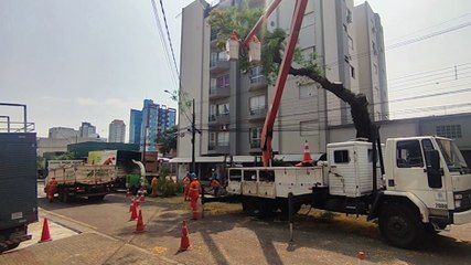 Rua Presidente Bernardes é interditada para corte de árvore
