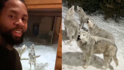 Download Video: Howling pack of nine wolves surround couple's cabin at night