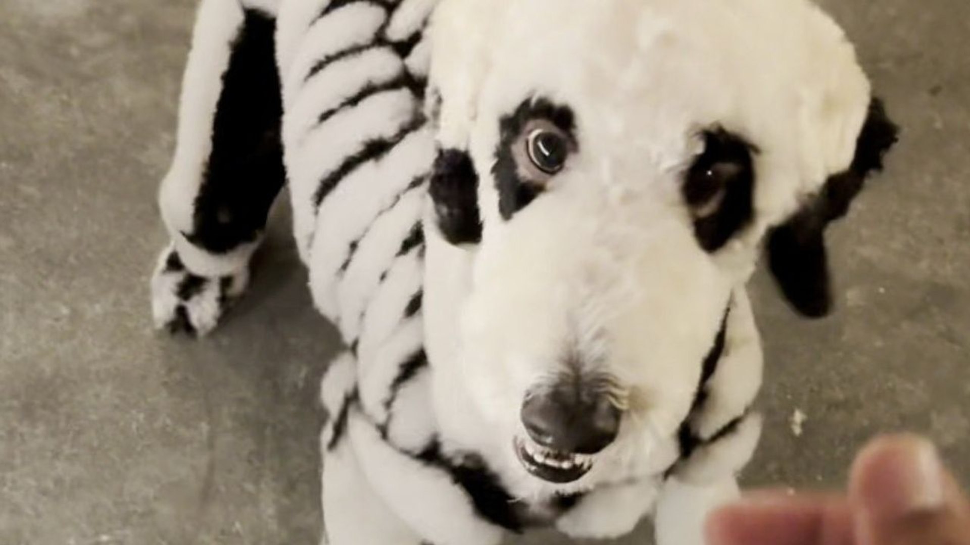 ⁣Dog groomer turns his poodle into a skeleton for Halloween