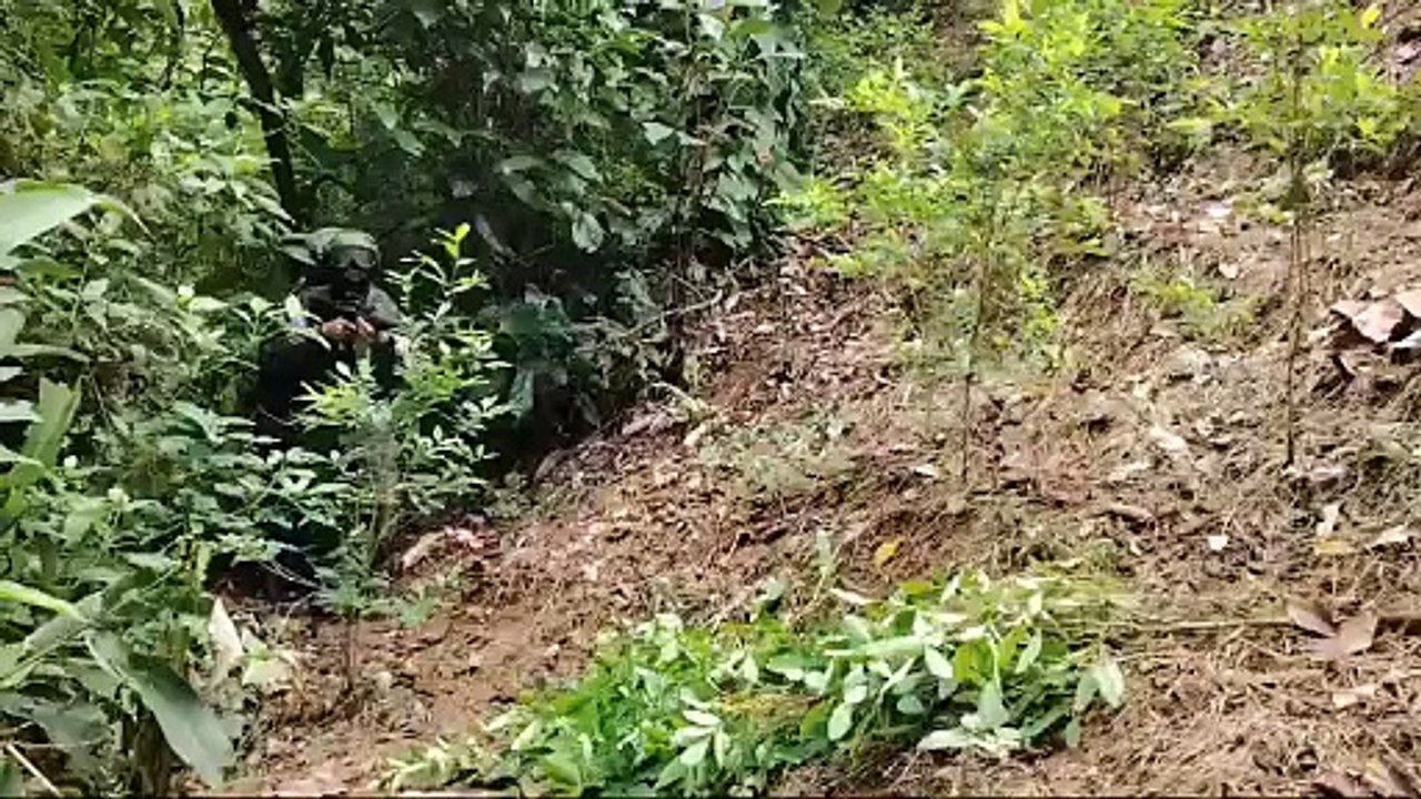 Fuerzas Armadas hallan 20,000 arbustos de coca en Iriona