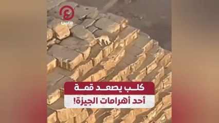 كلب يصعد قمة أحد أهرامات الجيزة!