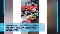 Viral: Kurir Temukan Ular Besar dalam Paket, Kini Ada Ayam Dikirim Tanpa Kandang