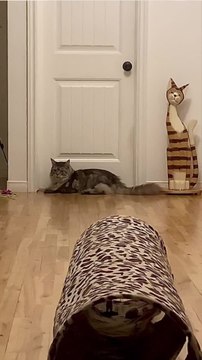 Trend Meow - D’où vient la caca phorie , la folie qui s’empare de votre chat après qu’il a fait caca ? (1)