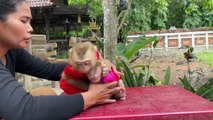 Adorable Baby Monkeys Caught in the Cutest Playtime Moments