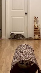 Trend Meow - D’où vient la "caca phorie", la folie qui s’empare de votre chat après qu’il a fait caca ? (2)