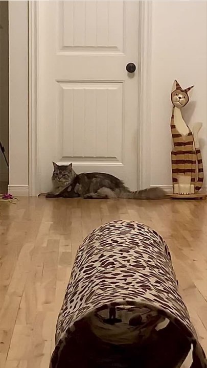 Trend Meow - D’où vient la "caca phorie", la folie qui s’empare de votre chat après qu’il a fait caca ? (2)