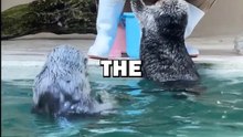 OTTER BEST FRIEND! #pets #animalstories #animals #cute