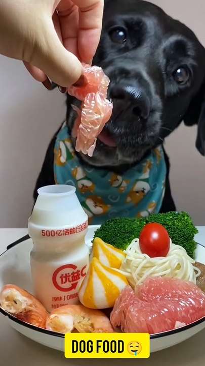 "Canine Etiquette: A Dog Dining with Grace"