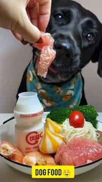 Canine Etiquette: A Dog Dining with Grace