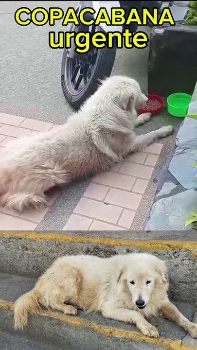 Muñeco busca hogar