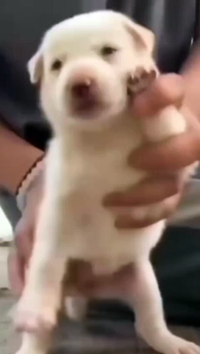 Funny dogs