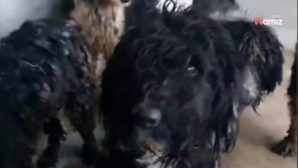 Nord : le refuge est appelé pour un chien en divagation, mais sur place, ils découvrent une toute autre situation (vidéo)