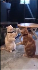 Animals funny and cute_ Part 1