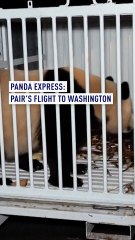 Panda express: Pair’s flight to Washington