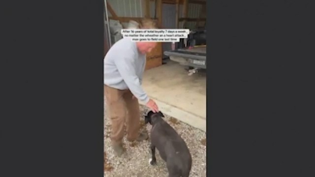 El perro pastor visita a sus vacas por última vez: la despedida más emotiva tras 15 años cuidando de ellas