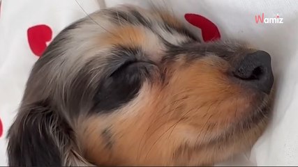 « Ce n'est pas pour le style mais pour son bien à elle » : critiquée à cause de sa chienne, Iris Mittenaere répond à ses haters