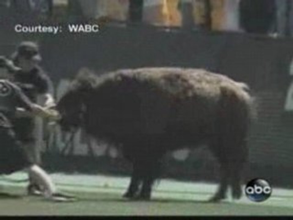 La corsa del bufalo