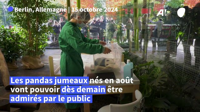 Entrée en scène des bébés pandas jumeaux au zoo de Berlin