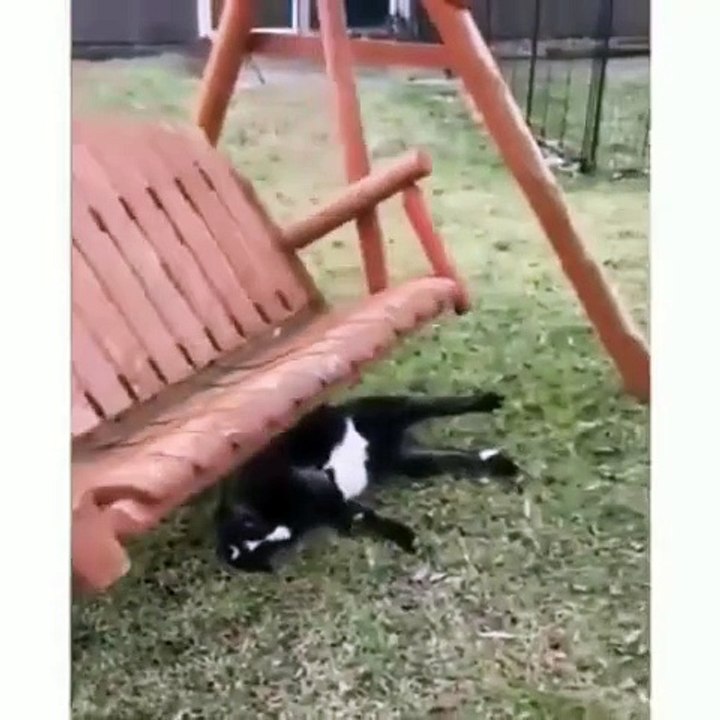 Animals funny and cute_ Part 3