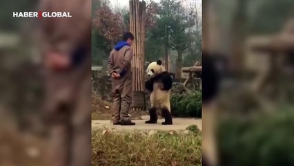 Bu panda Şevkat Yerimdar filminden çıkmış! Parmak sallayan adamı böyle yola getirdi: "O elini bi indir"
