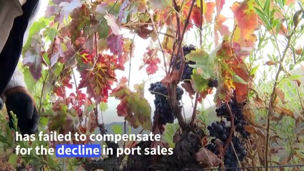 Impacted by falling sales, winegrowers in northern Portugal feel 'abandoned'