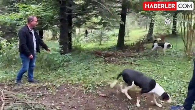 İstanbul'da ölen İngilizce öğretmeninin köpeği mezarının başından ayrılmıyor