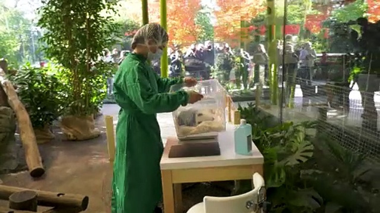 Berlin Zoo unveils newborn panda twin cubs