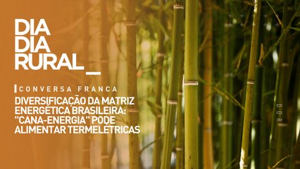 Diversificação da matriz energética brasileira: "cana-energia" pode alimentar termelétricas