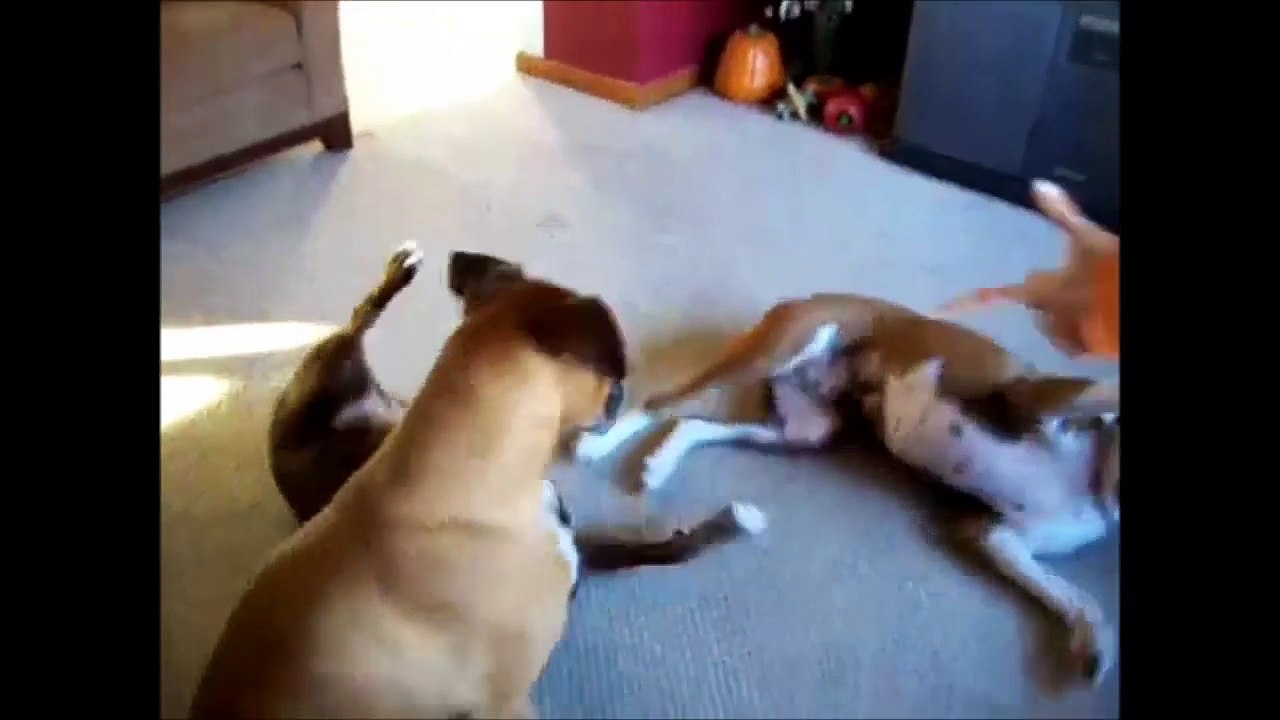 Animals Playing Dead Supercute