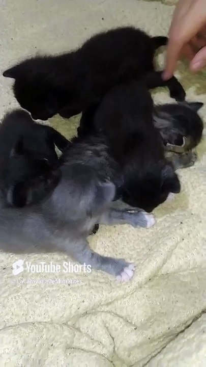 ya estan creciendo los #gatitos de la #Gata #bombay #Shorts #animales y #mascotas #felino #peludo