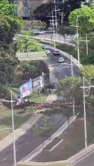 Árvore cai no Vale do Canela e impede passagem de carros na pista; veja