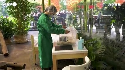 Cucciole di panda gemelle si presentano allo zoo di Berlino