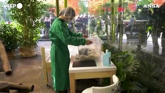 Cucciole di panda gemelle si presentano allo zoo di Berlino