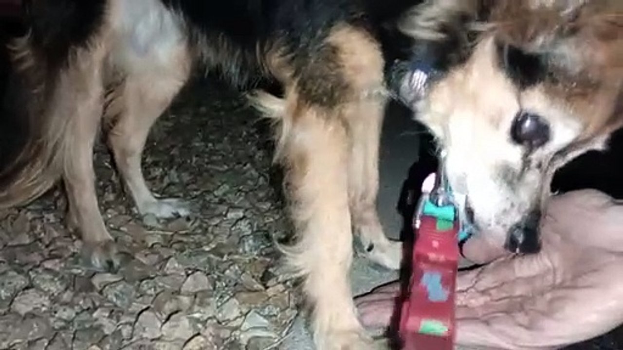 Ozzyta Villanova Paco; Baby steps I'm so impressed @ how Villanova puts weight on front right leg VID_20241010_202944252