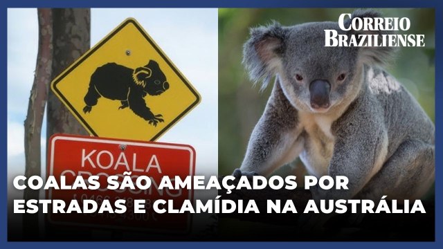 Coalas são ameaçados por estradas e clamídia na Austrália